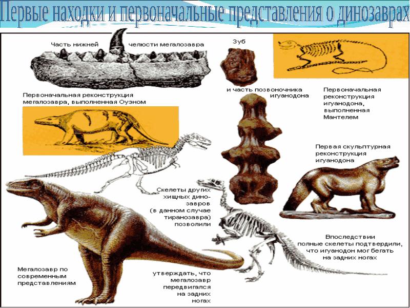 История развития жизни на земле презентация