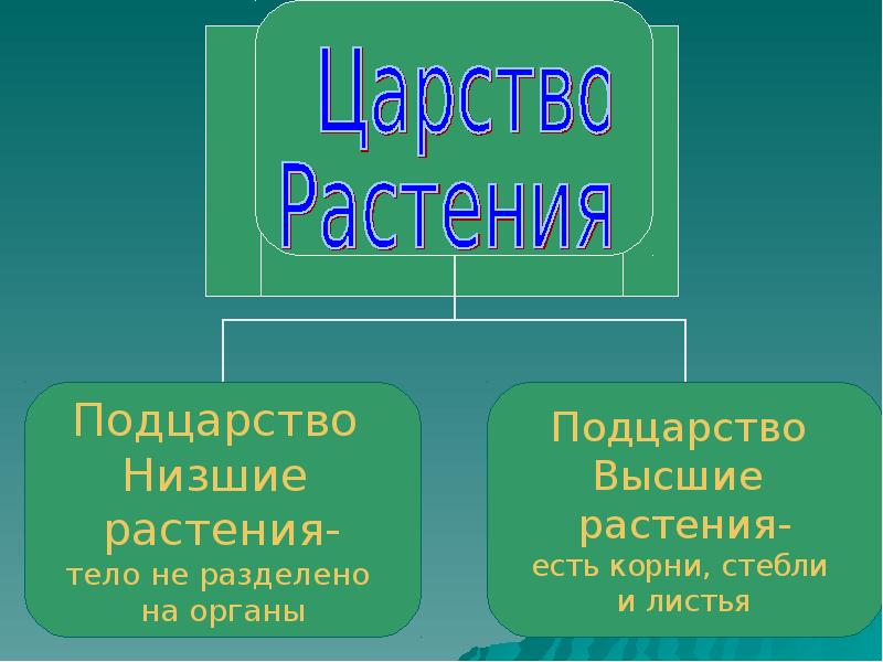 Презентация характеристика царства растения. Царство растения Подцарство. Подцарство высшие растения. Подцарство низшие. Царство растений делят на подцарства.