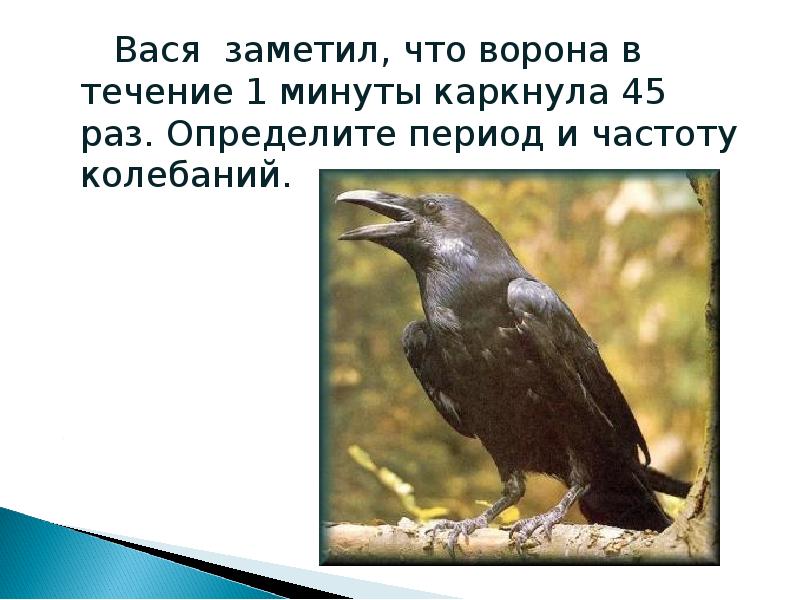 Вася заметил, что ворона в течение 1 минуты каркнула 45 раз.