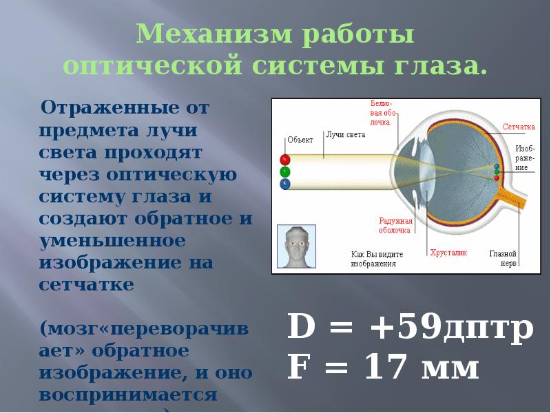 Прохождение луча света в глазном. Механизм работы зрительного. Схема прохождения света через оптическую систему. Механизм зрительного анализатора. Последовательность прохождения света через структуры глаза.