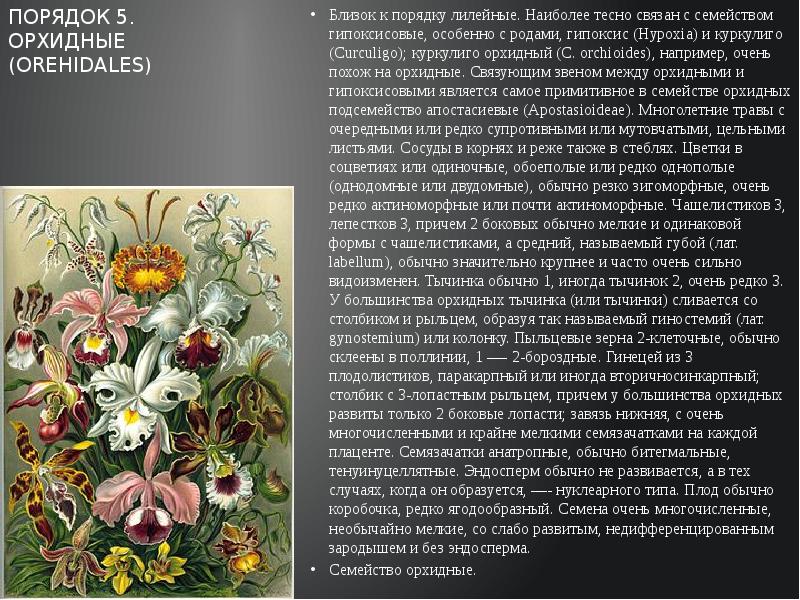 Наиболее теснейший. Подкласс лилииды. Орхидные семейство характеристика. Порядок Орхидные. Орхидейные жизненные формы.