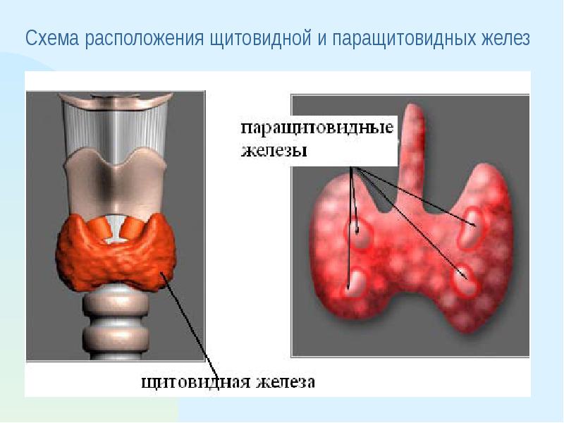 Эндокринная система картинки красивые