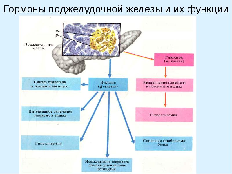 Презентация эндокринная система человека строение и функции