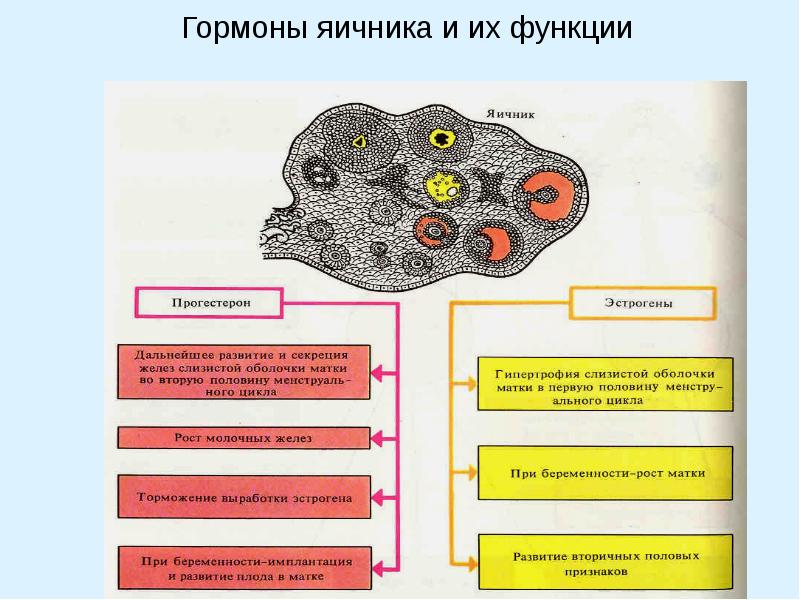 Гормоны яичников у женщин