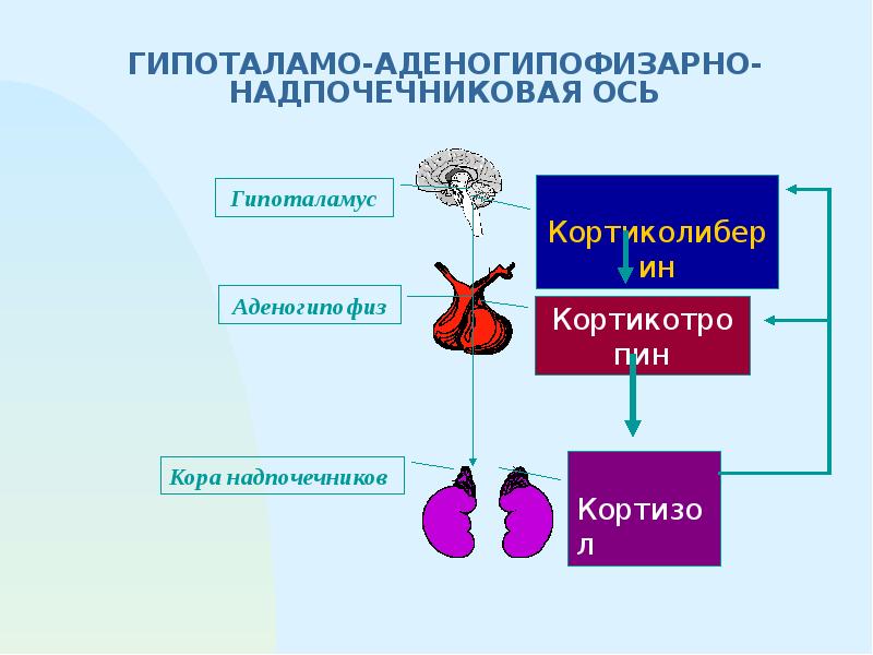 Физиология эндокринной системы презентация