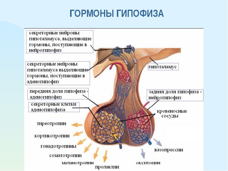 Картинки на тему гормоны