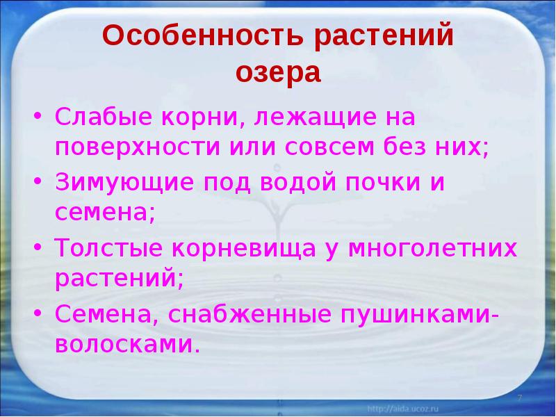 Лежала корень. Растения озера сообщение. Слово с под лежачий корень.