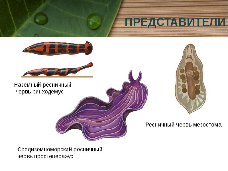 Плоские черви презентация егэ