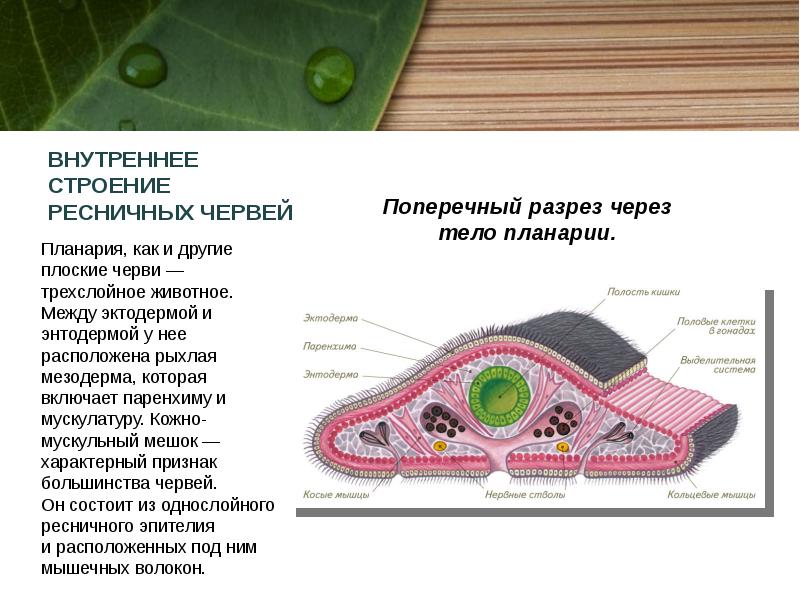 Полость тела плоских. Кожно-мускульный мешок у ресничных червей. Строение кожно мускульного мешка турбеллярий. Строение кожно-мускульного мешка ресничного червя планарии. Тип Ресничные черви внутреннее строение.