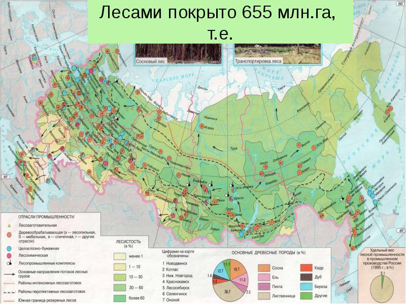 Лесной комплекс россии карта