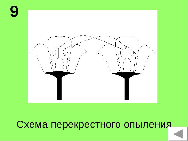 Перекрестное опыление схема