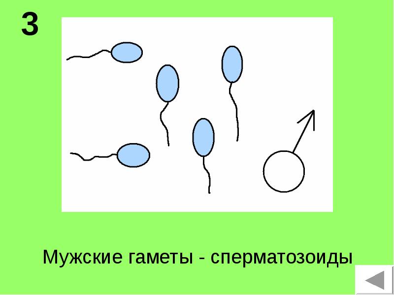 Мужская гамета начало развития. Мужские гаметы. женская гамета на рисунке. гамета это. оогамия рисунок.