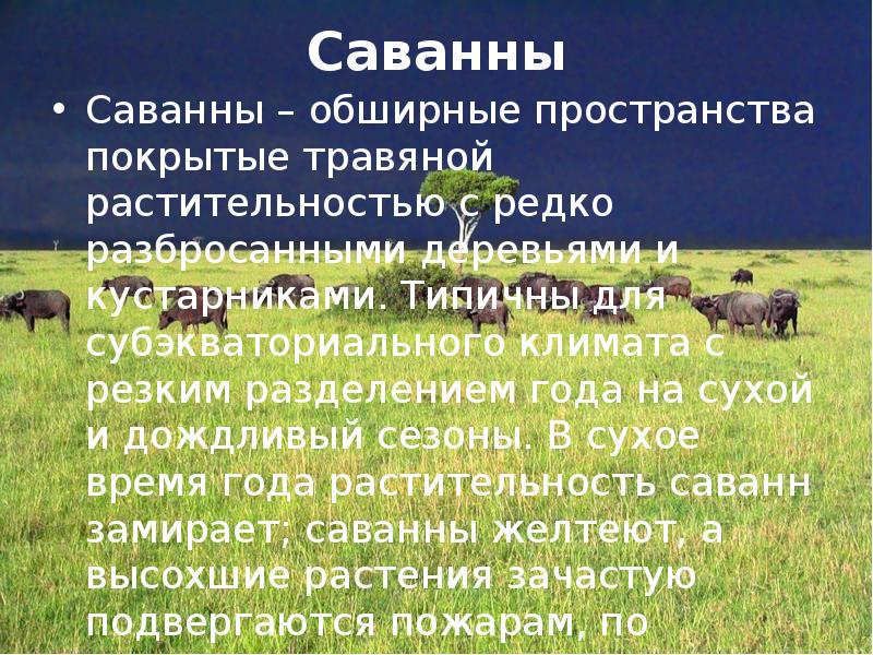 Саванны
Саванны – обширные пространства покрытые травяной растительностью с редко Саванны
Саванны – обширные пространства покрытые травяной растительностью с редко