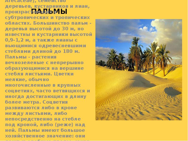 ПАЛЬМЫ
Арековые (Palmae, Palmaceae, Arecaceae), семейство деревьев, кустарников и лиан, произрастающих ПАЛЬМЫ
Арековые (Palmae, Palmaceae, Arecaceae), семейство деревьев, кустарников и лиан, произрастающих