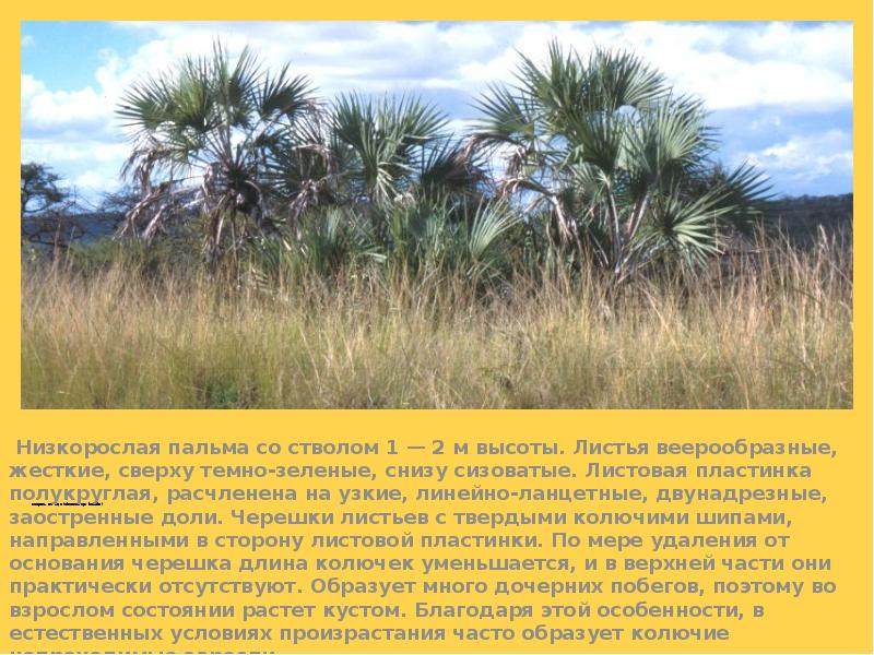 Веерная пальма (Chamaerops humilis)
Низкорослая пальма со стволом 1 Веерная пальма (Chamaerops humilis)
Низкорослая пальма со стволом 1