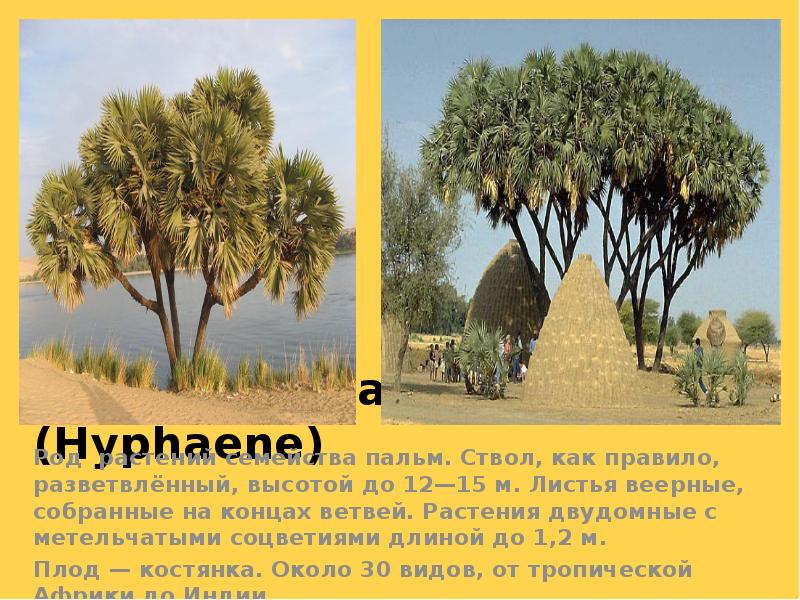 Дум - пальма (Hyphaene)
Род растений семейства пальм. Ствол, как Дум - пальма (Hyphaene)
Род растений семейства пальм. Ствол, как