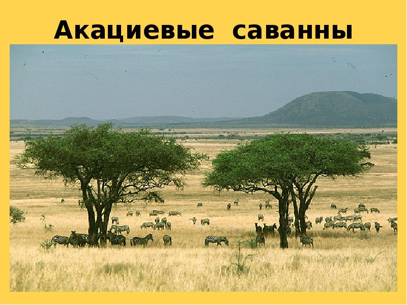 Акациевые саванны Акациевые саванны