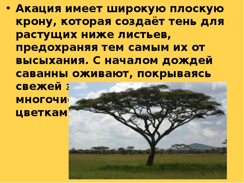 Акация имеет широкую плоскую крону, которая создаёт тень для растущих ниже Акация имеет широкую плоскую крону, которая создаёт тень для растущих ниже
