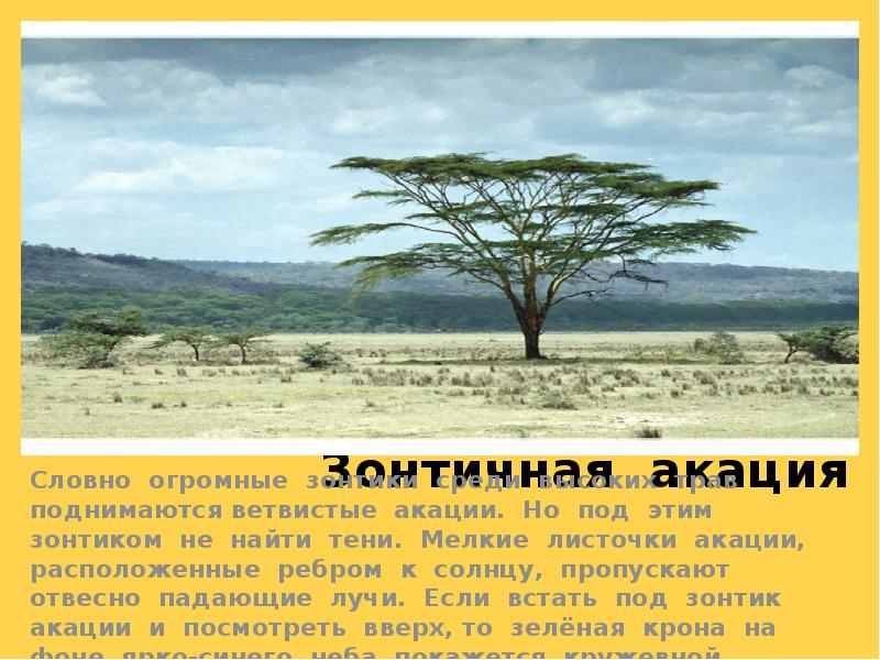 Зонтичная акация
Словно огромные зонтики среди высоких трав поднимаются ветвистые акации. Зонтичная акация
Словно огромные зонтики среди высоких трав поднимаются ветвистые акации.