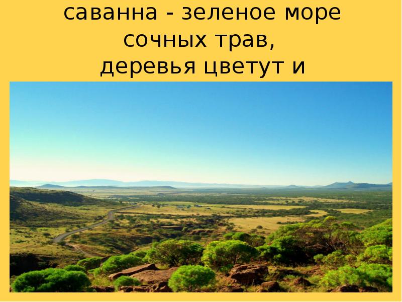 В дождливый период саванна - зеленое море сочных трав, деревья В дождливый период саванна - зеленое море сочных трав, деревья