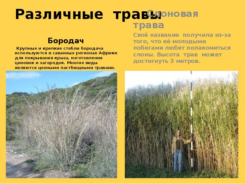 Различные травы
Бородач
Различные травы
Бородач