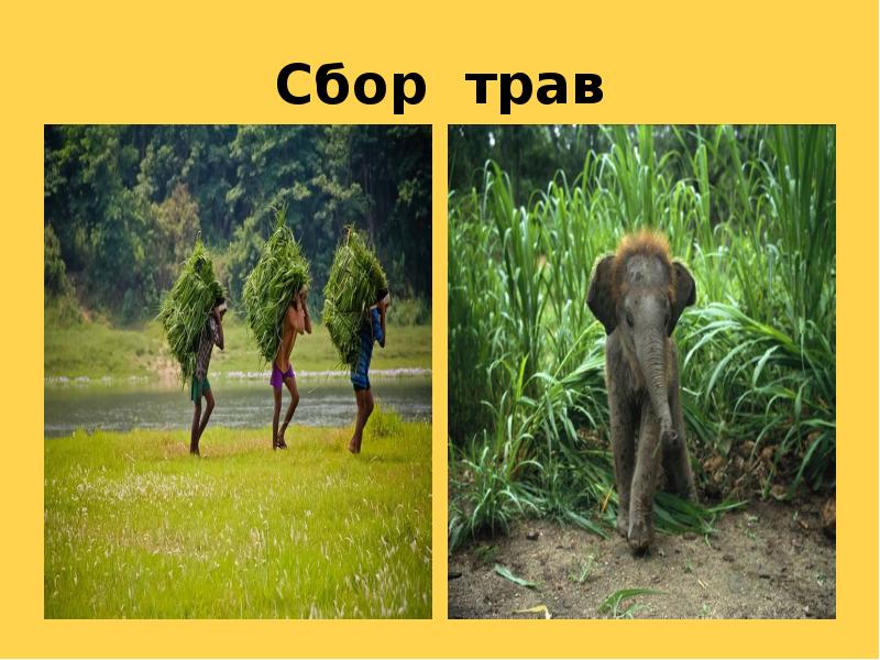 Сбор трав Сбор трав