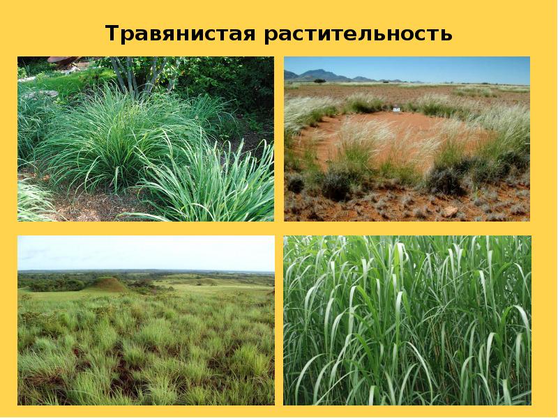 Травянистая растительность Травянистая растительность