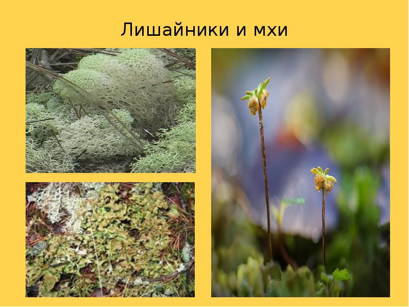 Лишайники и мхи Лишайники и мхи