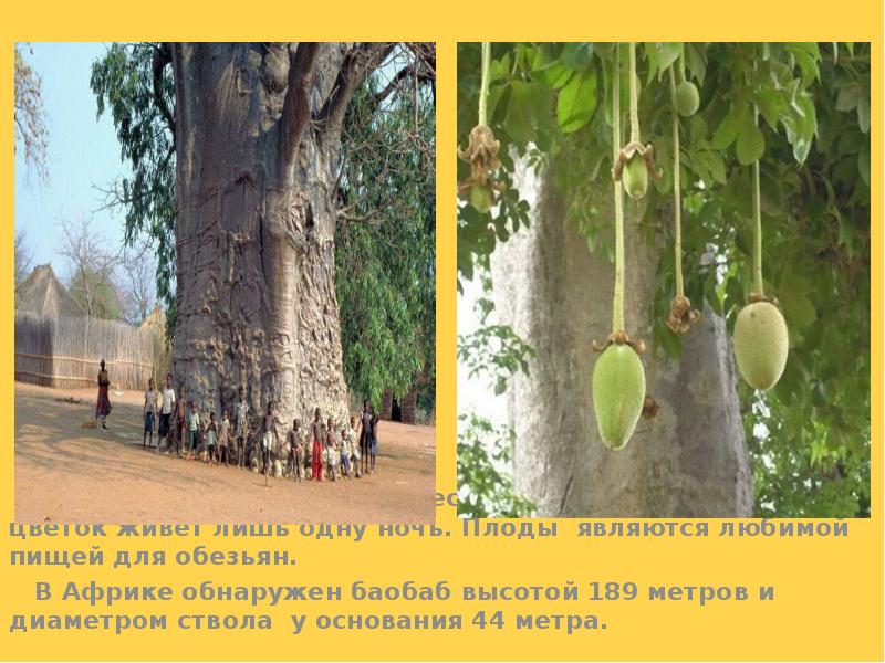 Баобаб цветёт несколько месяцев, однако каждый цветок живёт лишь одну ночь. Баобаб цветёт несколько месяцев, однако каждый цветок живёт лишь одну ночь.