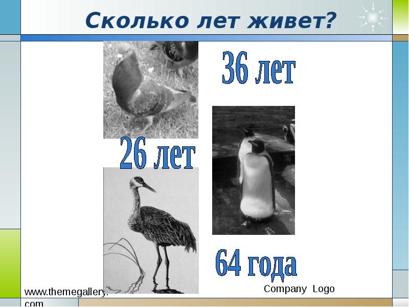 Сколько лет живет?