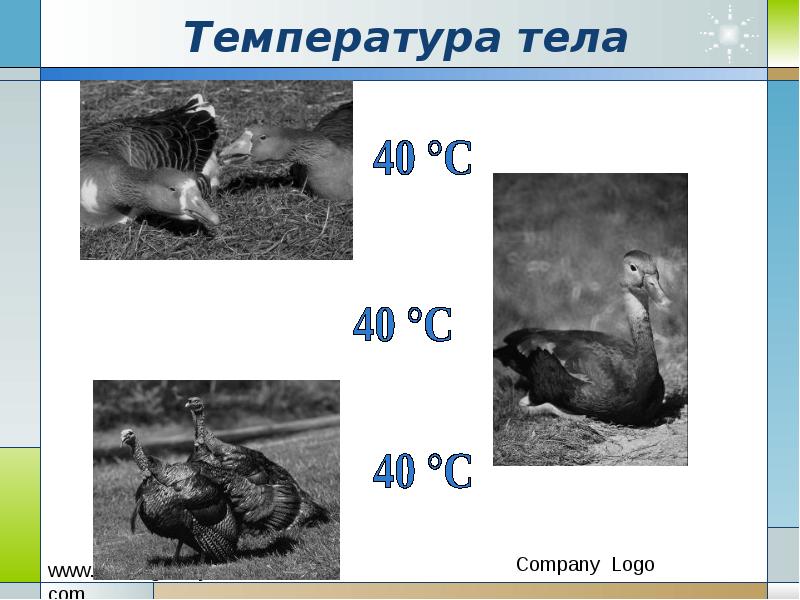 Температура тела