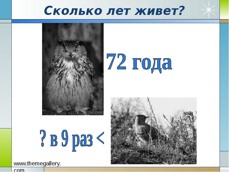 Сколько лет живет?