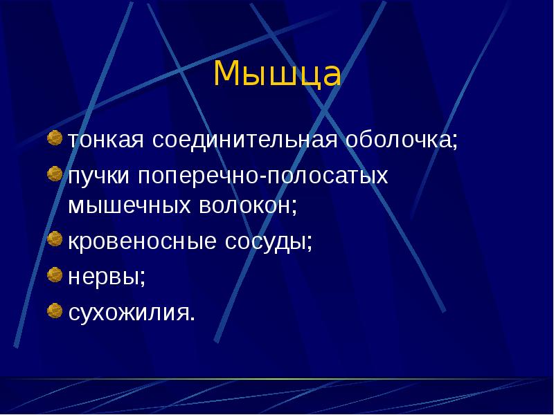 Соединительная оболочка. Мышцы функции для презентации. Тонкая соединительная оболочка мышцы. Функции глобальной мускулатуры.