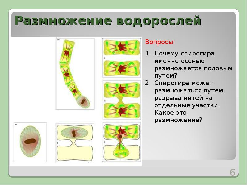 Половое размножение растений биология 6 класс презентация