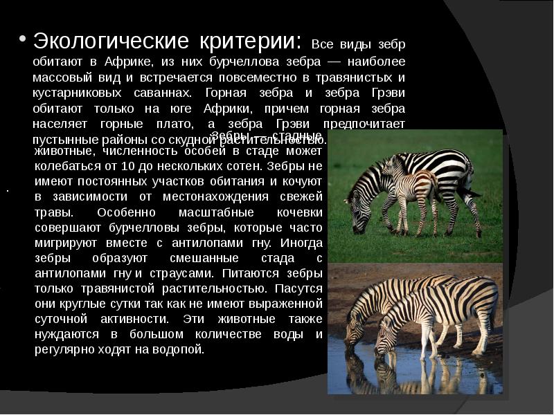 Доклад животные африки. Зебра описание. Сообщение о зебре. Доклад про зебру.