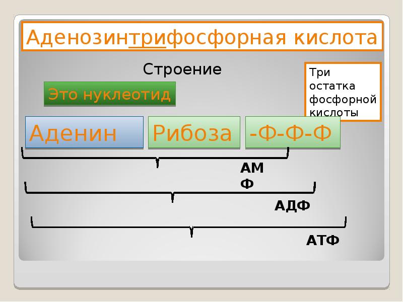 Вещество основа. Аденозинтрифосфорная кислота строение. Обмен веществ основа существования клетки. Строение. Аденин рибоза три остатка.