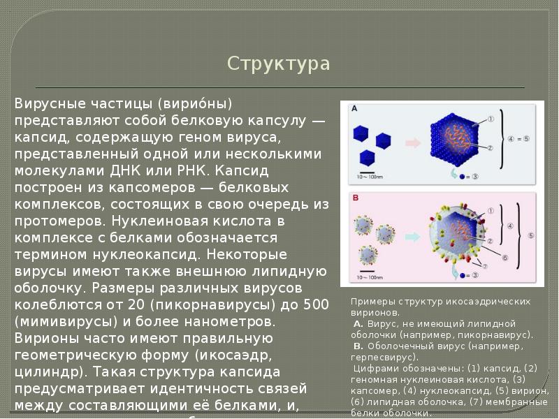 Проект вирусные заболевания