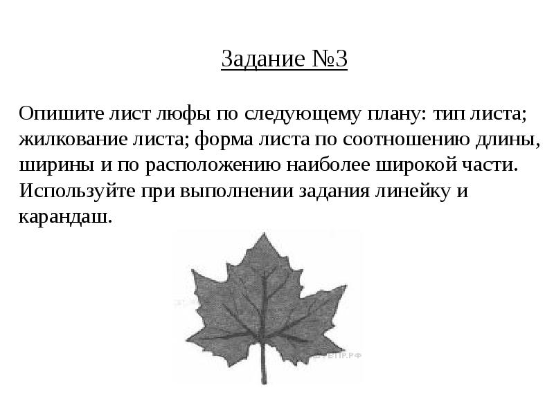 Рассмотрите изображение листа и выполните задания