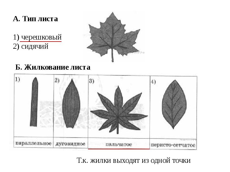 Впр 5 класс презентация биология