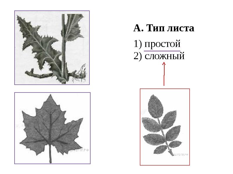 Впр 5 класс презентация биология