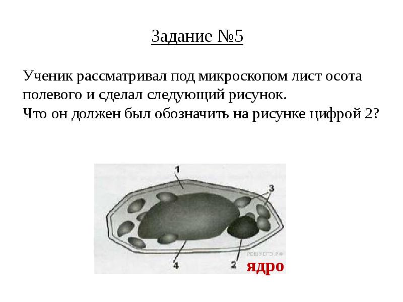 Впр 5 класс презентация биология