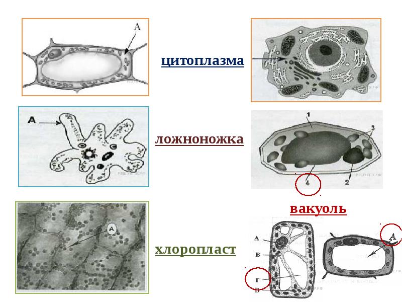 Впр 5 класс презентация биология