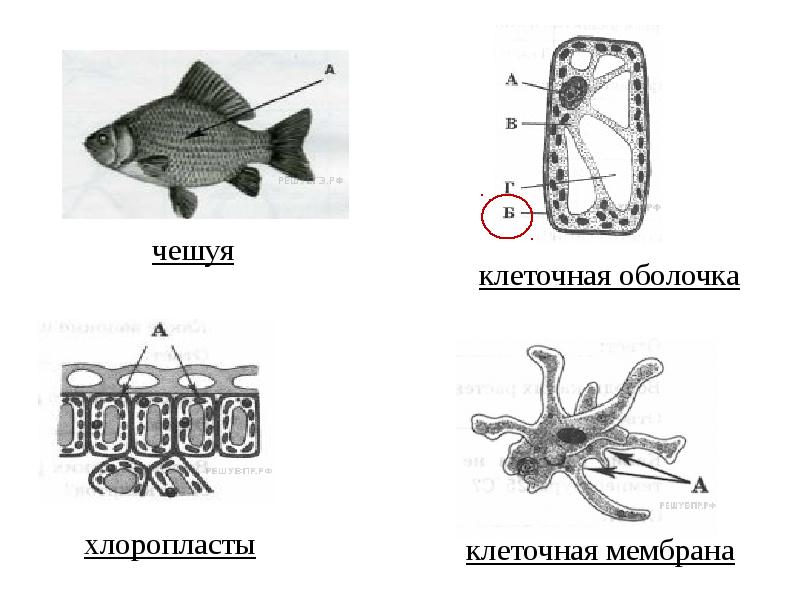 Впр 5 класс презентация биология