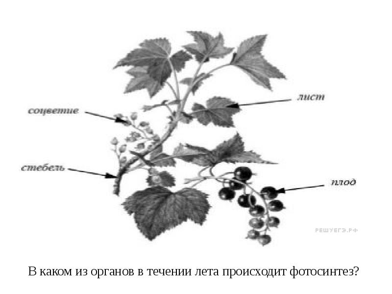 Покажите стрелками и подпишите на рисунке стебель лист цветок