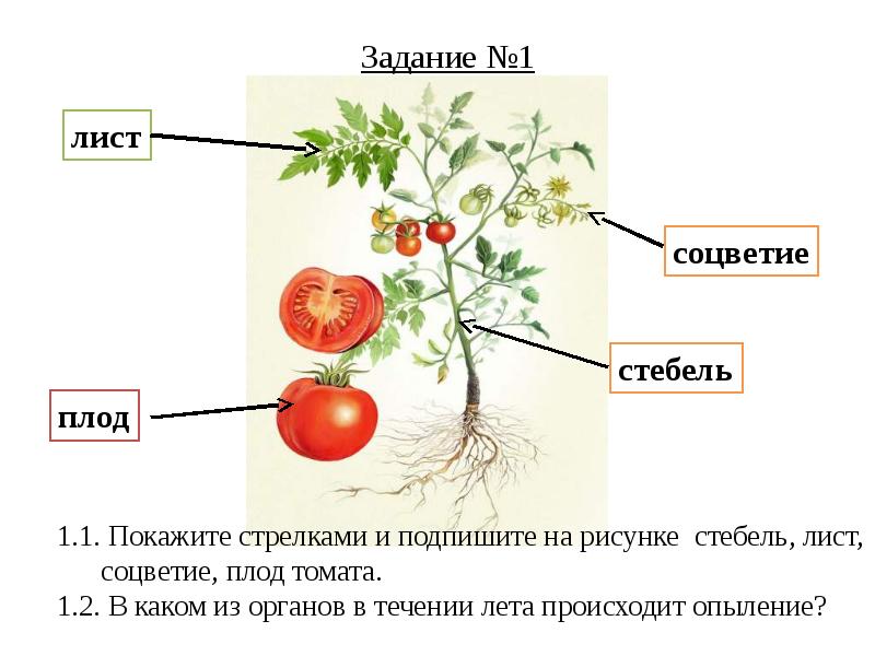 Рисунок по биологии 5 класс растения