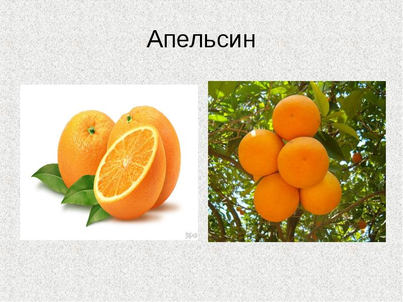 Как пишется апельсин. Презентация на тему апельсин. Слайды с апельсином. Апельсин для презентации. Описать апельсин.