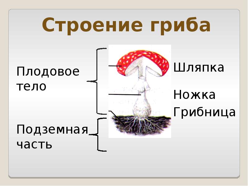 Проект царство грибов