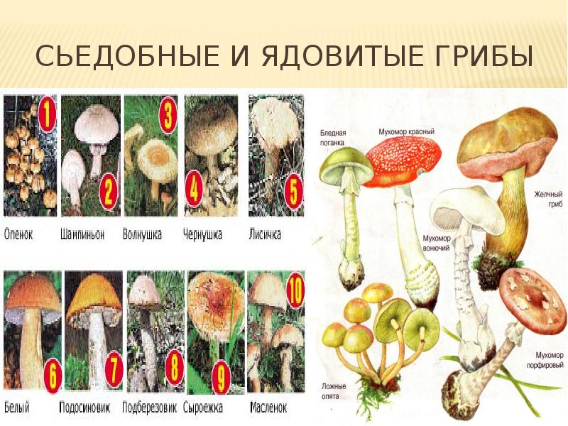 Съедобные ядовитые грибы нашего леса проект