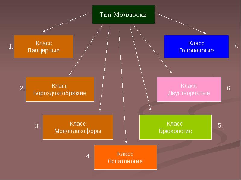 Фора класс