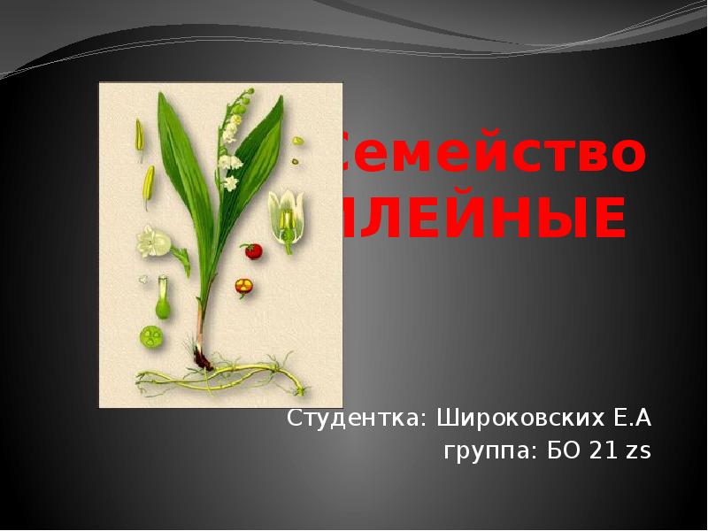 Значение семейства лилейные в жизни человека. Семейство Лилейные. Семейство Лилейные презентация. Презентация сем лилейных.